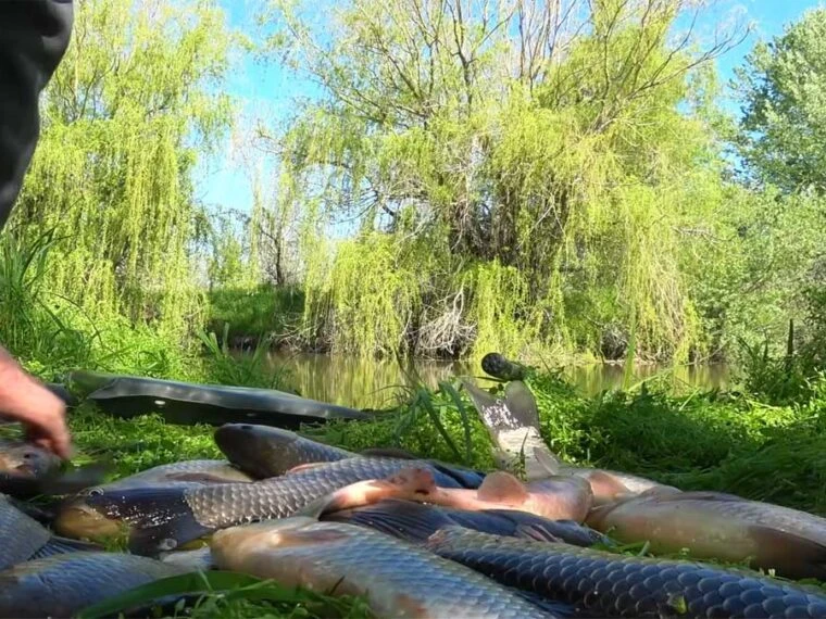 Ловля великого карася влітку: секретна насадка з магазину для замулених водойм